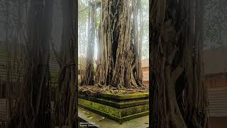 Banian tree in Peralassery Temple premises [upl. by Tuttle]