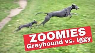 ITALIAN GREYHOUND vs GREYHOUND  Running Full Speed [upl. by Kiley]