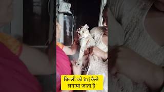 billi ka injection kaise lagta haishortvideo [upl. by Warden]