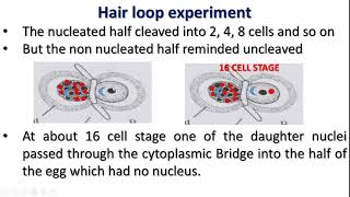 Spemann Experiment Dr S Selva Pon Malar [upl. by Lundin]