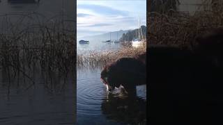 Boyero en lago helado [upl. by Anneirb]