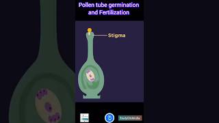 Pollen tube germination and Fertilization Quick Overview [upl. by Brenna]