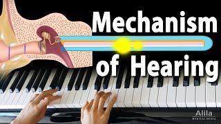 Mechanism of Hearing Animation [upl. by Katuscha]