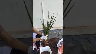 how plant indoor plants using potting mix Order plants to decorate home call 9846050684 [upl. by Courtnay]