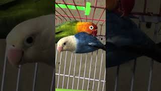 Green opline PaleFellow Blue opaline PaleFellow birds faisalabad lovebirds love [upl. by Ahsiad]