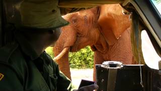 EMILY AND THE EXORPHANS VISIT AFTER MONTHS IN THE WILD  Sheldrick Trust [upl. by Durand563]