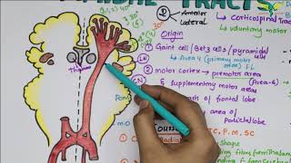 Corticospinal tracts Pyramidal Tracts Pathway Neurophysiology Super Easy Explanation [upl. by Reprah]