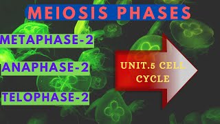 Meiosis 2Prophase 2Metaphase 2 Anaphase 2Cell Cycle [upl. by Anilef361]