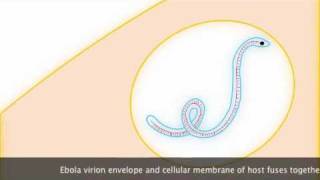 Ebola Replication [upl. by Tippets]