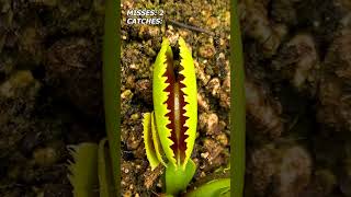 A Swarm of Flies Have Attacked a Baby Flytrap shorts [upl. by Norrej399]