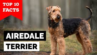 Airedale Terrier  Top 10 Facts [upl. by Elcarim95]