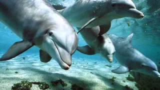 Relax Music  Nature and Dolphins  Natura e Delfini [upl. by Faunie]