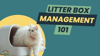 AVOID These Serious CAT LITTER BOX MISTAKES RIGHT NOW 🚨 [upl. by Ellebyam]