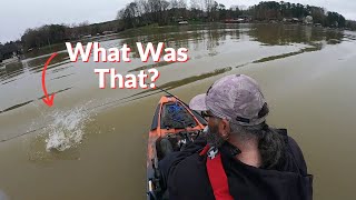 Surprise Catch While Kayak Bass Fishing on Lake Norman [upl. by Anette]