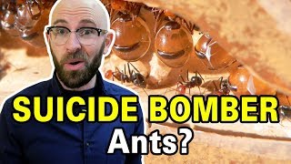 Suicide Bombers Living Food Storage Vessels and More The Amazing Ant [upl. by Dolf]