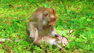 Really severely punished on poor baby Real Monkey World [upl. by Nylteak79]