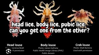 Head lice body lice pubic lice the differences l lice removal service explore hair [upl. by Nefets652]