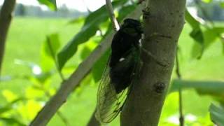 Summer cicada sound and video [upl. by Arv249]