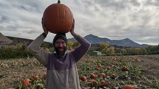 How to make a Pressed Flower Pumpkin [upl. by Pokorny375]