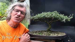 Preparing My Serissa for the Bonsai Shows Part 1 The Bonsai Zone Aug 2024 [upl. by Leira]