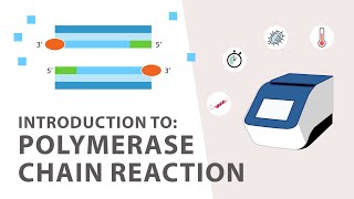 1 PCR Polymerase Chain Reaction Tutorial  An Introduction [upl. by Yadroc405]