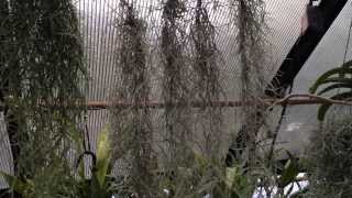 Air Plant Care Must Know Spanish Moss Care and Culture Tips for Tillandsia usneoides [upl. by Anahsirk]