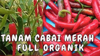 Tanam cabai merah organik [upl. by Htebazil]