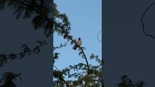 Redcrested Cardinal morning call 9292024 🐦🌺💯🤙🏾 asmr birdwatching cardinal [upl. by Sikata]