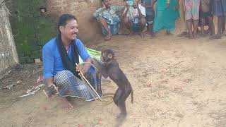 new monkey video बंदर🔥कैसे🔥💥नाचते हैं monkey monkey🐒 dance💃volg video animals PawanGamer22 2024 [upl. by Roobbie416]