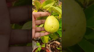 growguavatree guavafruits youtubeshorts shortvideo shortsviral share shorts subscribe [upl. by Lananna]