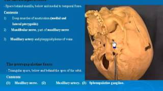 31 Infratemporal amp Pterygopalatine fossa تشريح أحمد كمال [upl. by Ancier996]