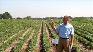 2013 Field Day  horseweedmarestail control [upl. by Poliard]