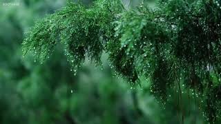 Nhạc Piano Nhẹ Nhàng Cùng Tiếng Mưa Rơi Giúp Giãm Stress Relaxing Music amp Soft Rain Sounds [upl. by Aneehc]