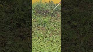 Lawn mowers cutting grass  Gasoline Mowing Techniques cutting grassshorts viralreels shortvideo [upl. by Dyche]