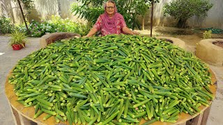 Kurkuri Bhindi Recipe  100Kg Bhindi Bhajji  Crispy Okra Bhindi Kurkuri  Okra or Bhindi Fry [upl. by Enelrad145]