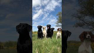 Gundog Training labrador springerspaniel [upl. by Grissel741]