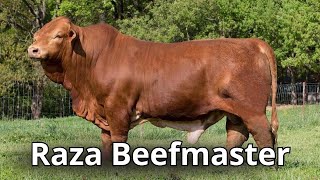 Raza de ganado bovino Beefmaster De Texas para el Mundo un regalo a los ganaderos [upl. by Reffotsirhc]