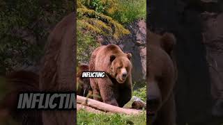 Man Survives Bear Attack 200 Miles Out [upl. by Shoshanna91]