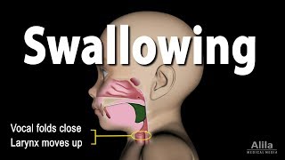 Mechanism of Swallowing Animation in Child model [upl. by Dlorah922]