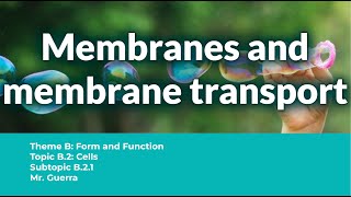 B21 Membranes and membrane transport  IB Biology SL NEW SYLLABUS First assessment 2025 [upl. by Ahsenad901]