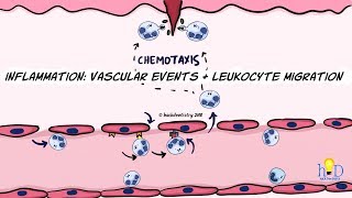 Inflammation Vascular events and leukocyte migration [upl. by Lin]