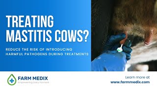 Treating Mastitis Cows  Reducing the risk of introducing pathogens into the udder [upl. by Jarlathus165]