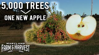 It took 5000 Trees to Breed this New Apple  Maryland Farm amp Harvest [upl. by Aruasi752]