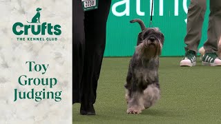 Toy Group Judging  Crufts 2024 [upl. by Nosimaj]