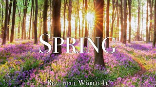 Amazing Colors of Spring 4K Nature Relaxation Film  Relaxing Piano Music  Natural Landscape [upl. by Atilal]