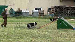 Border Collies beim Hüten von Laufenten [upl. by Fonz]