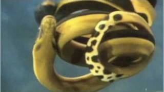 YellowBellied Sea Snake [upl. by Oiligriv348]