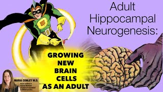 Adult Hippocampal Neurogenesis Growing New Brain Cells as an Adult [upl. by Gnagflow]