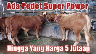 Review Pedet Super hingga Pedet 5 Jutaan di Grosir Sapi H Rudi Malang [upl. by Hun42]