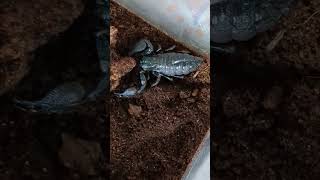 Pandipalpus viatoris Cave Clawed Scorpion 🦂👑 scorpion pets cool shorts animals [upl. by Llenil]